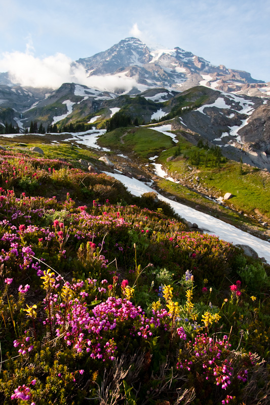 Wildflowers And Mount Rainier